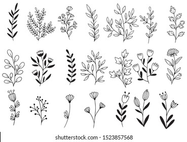 collection forest fern eucalyptus art foliage natural leaves herbs in line style. Decorative beauty elegant illustration for design hand drawn flower