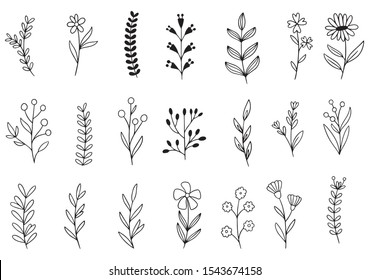 Collection Forest Fern Eucalyptus Art Foliage Natural Leaves Herbs In Line Style. Decorative Beauty Elegant Illustration For Design Hand Drawn Flower