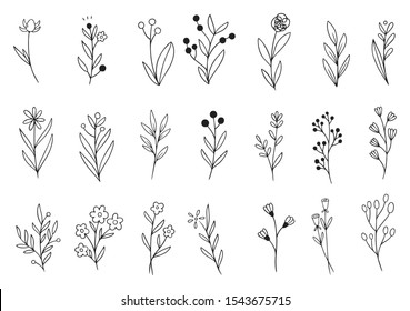 Collection Forest Fern Eucalyptus Art Foliage Stock Vector (Royalty ...