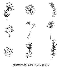 collection forest fern eucalyptus  art foliage natural
leaves herbs in line style. Decorative beauty elegant illustration 
for design Vector flower