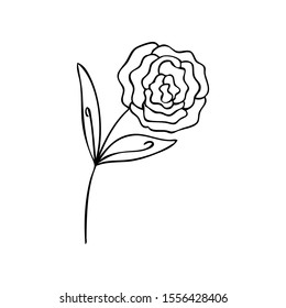 collection forest fern eucalyptus  art foliage natural
leaves herbs in line style. Decorative beauty elegant illustration 
for design Vector flower