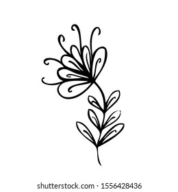 collection forest fern eucalyptus  art foliage natural
leaves herbs in line style. Decorative beauty elegant illustration 
for design Vector flower