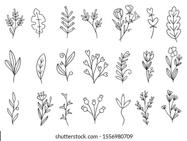 collection forest fern eucalyptus art foliage natural leaves herbs in line style. Decorative beauty elegant illustration for design hand drawn flower