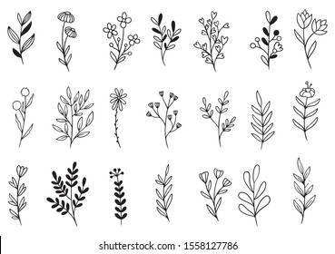 collection forest fern eucalyptus art foliage natural leaves herbs in line style. Decorative beauty elegant illustration for design hand drawn flower