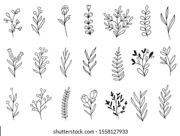 collection forest fern eucalyptus art foliage natural leaves herbs in line style. Decorative beauty elegant illustration for design hand drawn flower
