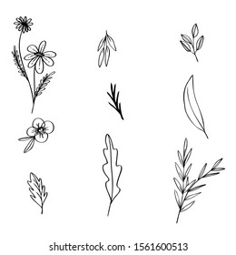 collection forest fern eucalyptus  art foliage natural
leaves herbs in line style. Decorative beauty elegant illustration 
for design Vector flower
