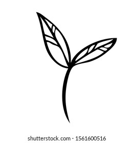 collection forest fern eucalyptus  art foliage natural
leaves herbs in line style. Decorative beauty elegant illustration 
for design Vector flower