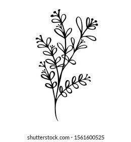 collection forest fern eucalyptus  art foliage natural
leaves herbs in line style. Decorative beauty elegant illustration 
for design Vector flower