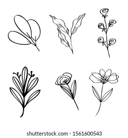 collection forest fern eucalyptus  art foliage natural
leaves herbs in line style. Decorative beauty elegant illustration 
for design Vector flower