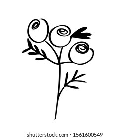 collection forest fern eucalyptus  art foliage natural
leaves herbs in line style. Decorative beauty elegant illustration 
for design Vector flower