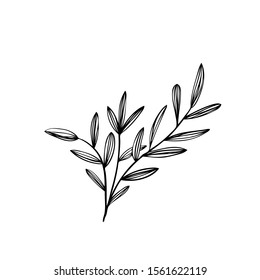 collection forest fern eucalyptus  art foliage natural
leaves herbs in line style. Decorative beauty elegant illustration 
for design Vector flower