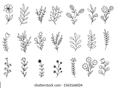 collection forest fern eucalyptus art foliage natural leaves herbs in line style. Decorative beauty elegant illustration for design hand drawn flower