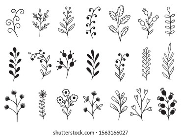 collection forest fern eucalyptus art foliage natural leaves herbs in line style. Decorative beauty elegant illustration for design hand drawn flower