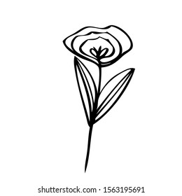 collection forest fern eucalyptus  art foliage natural
leaves herbs in line style. Decorative beauty elegant illustration 
for design Vector flower