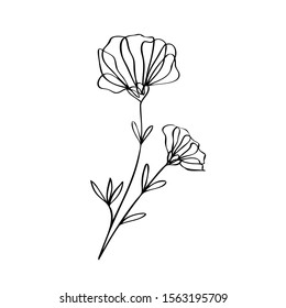 collection forest fern eucalyptus  art foliage natural
leaves herbs in line style. Decorative beauty elegant illustration 
for design Vector flower