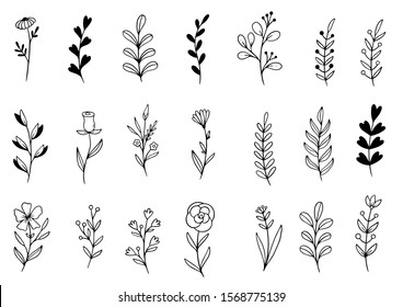 collection forest fern eucalyptus art foliage natural leaves herbs in line style. Decorative beauty elegant illustration for design hand drawn flower