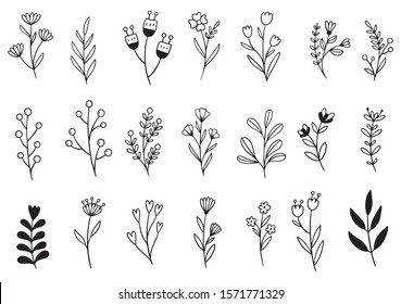 collection forest fern eucalyptus art foliage natural leaves herbs in line style. Decorative beauty elegant illustration for design hand drawn flower