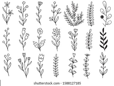 collection forest fern eucalyptus art foliage natural leaves herbs in line style. Decorative beauty elegant illustration for design hand drawn flower