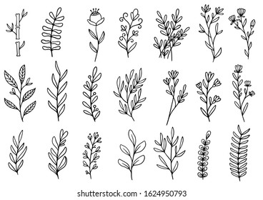 collection forest fern eucalyptus art foliage natural leaves herbs in line style. Decorative beauty elegant illustration for design hand drawn flower