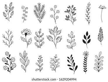collection forest fern eucalyptus art foliage natural leaves herbs in line style. Decorative beauty elegant illustration for design hand drawn flower