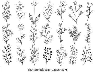collection forest fern eucalyptus art foliage natural leaves herbs in line style. Decorative beauty elegant illustration for design hand drawn flower