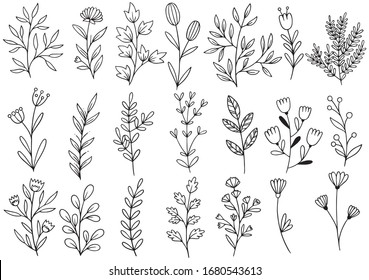 collection forest fern eucalyptus art foliage natural leaves herbs in line style. Decorative beauty elegant illustration for design hand drawn flower