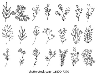 collection forest fern eucalyptus art foliage natural leaves herbs in line style. Decorative beauty elegant illustration for design hand drawn flower