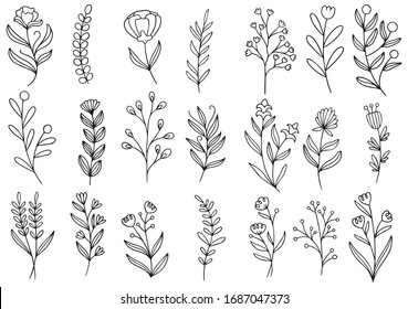 collection forest fern eucalyptus art foliage natural leaves herbs in line style. Decorative beauty elegant illustration for design hand drawn flower