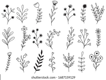 collection forest fern eucalyptus art foliage natural leaves herbs in line style. Decorative beauty elegant illustration for design hand drawn flower