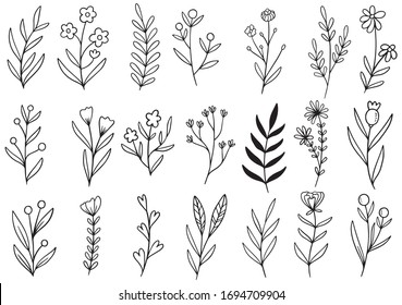 collection forest fern eucalyptus art foliage natural leaves herbs in line style. Decorative beauty elegant illustration for design hand drawn flower