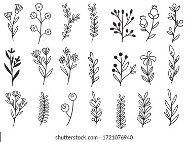 collection forest fern eucalyptus art foliage natural leaves herbs in line style. Decorative beauty elegant illustration for design hand drawn flower