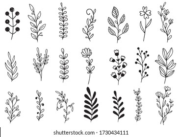 collection forest fern eucalyptus art foliage natural leaves herbs in line style. Decorative beauty elegant illustration for design hand drawn flower