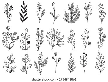 collection forest fern eucalyptus art foliage natural leaves herbs in line style. Decorative beauty elegant illustration for design hand drawn flower