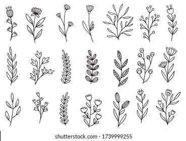 collection forest fern eucalyptus art foliage natural leaves herbs in line style. Decorative beauty elegant illustration for design hand drawn flower