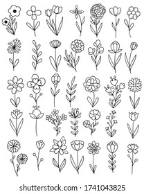 collection forest fern eucalyptus art foliage natural leaves herbs in line style. Decorative beauty elegant illustration for design hand drawn flower