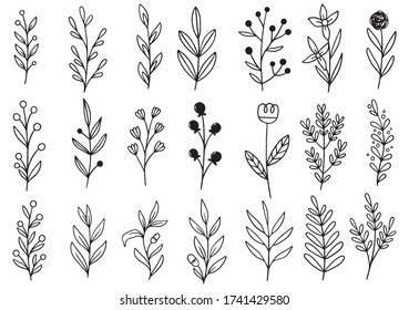 collection forest fern eucalyptus art foliage natural leaves herbs in line style. Decorative beauty elegant illustration for design hand drawn flower