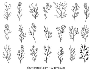 collection forest fern eucalyptus art foliage natural leaves herbs in line style. Decorative beauty elegant illustration for design hand drawn flower