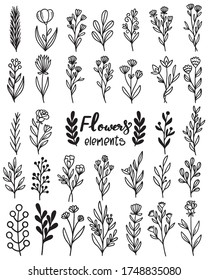 collection forest fern eucalyptus art foliage natural leaves herbs in line style. Decorative beauty elegant illustration for design hand drawn flower