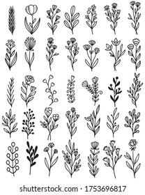collection forest fern eucalyptus art foliage natural leaves herbs in line style. Decorative beauty elegant illustration for design hand drawn flower