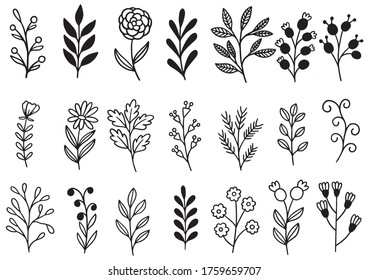 collection forest fern eucalyptus art foliage natural leaves herbs in line style. Decorative beauty elegant illustration for design hand drawn flower