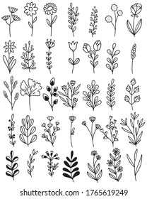 collection forest fern eucalyptus art foliage natural leaves herbs in line style. Decorative beauty elegant illustration for design hand drawn flower