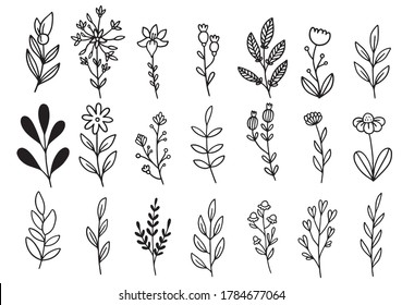 collection forest fern eucalyptus art foliage natural leaves herbs in line style. Decorative beauty elegant illustration for design hand drawn flower