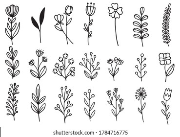 collection forest fern eucalyptus art foliage natural leaves herbs in line style. Decorative beauty elegant illustration for design hand drawn flower