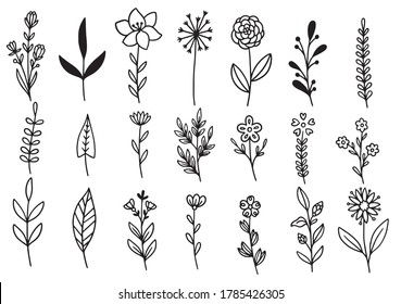 collection forest fern eucalyptus art foliage natural leaves herbs in line style. Decorative beauty elegant illustration for design hand drawn flower