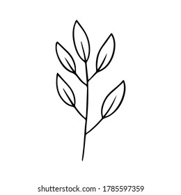 collection forest fern eucalyptus art foliage natural leaves herbs in line style. Decorative beauty elegant illustration for design hand drawn flower
