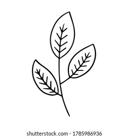 collection forest fern eucalyptus art foliage natural leaves herbs in line style. Decorative beauty elegant illustration for design hand drawn flower