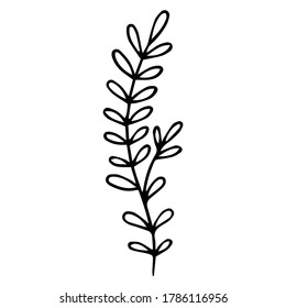 collection forest fern eucalyptus art foliage natural leaves herbs in line style. Decorative beauty elegant illustration for design hand drawn flower