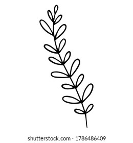 collection forest fern eucalyptus art foliage natural leaves herbs in line style. Decorative beauty elegant illustration for design hand drawn flower