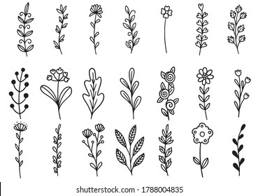 collection forest fern eucalyptus art foliage natural leaves herbs in line style. Decorative beauty elegant illustration for design hand drawn flower