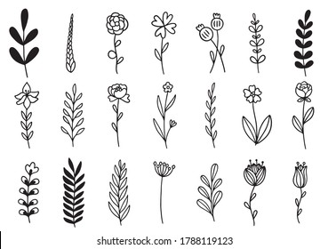 collection forest fern eucalyptus art foliage natural leaves herbs in line style. Decorative beauty elegant illustration for design hand drawn flower
